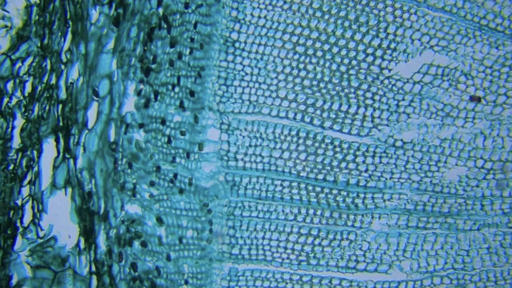 Microscope image of CYP2D6 enzyme