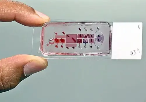 An example of an organ-on-a-chip technology