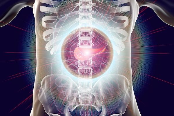 Illustration of human torso's internal organs with pancreas highlighted