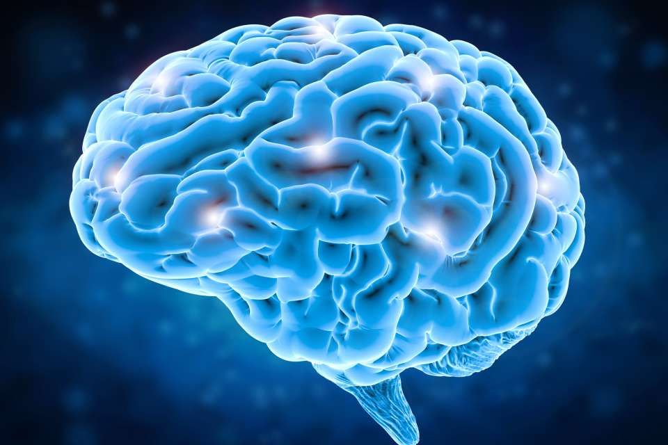 Brain astrocyte