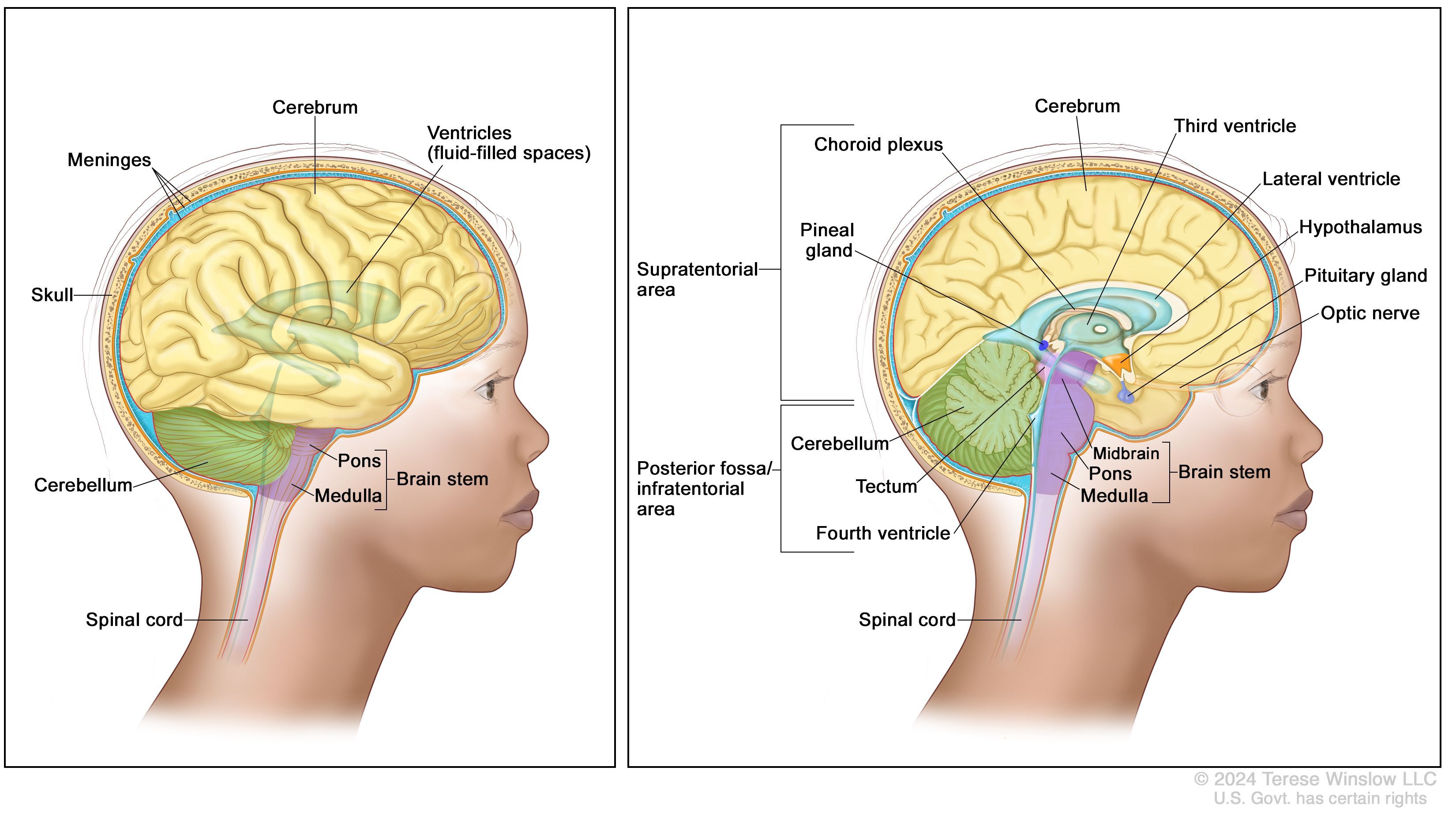 Diagram of brain with different structures labeled